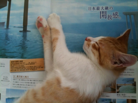 Cat pictures｜日本最大級の開放感♪