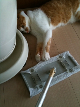 Cat pictures｜ツカマエタ！