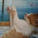 Cat pictures｜日本最大級の開放感♪