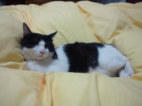 Cat pictures｜ベッドの上で一休み。