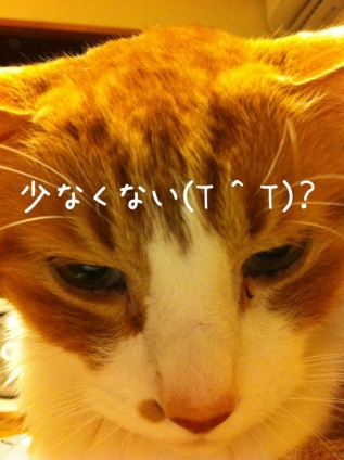 Cat pictures｜食いしん坊