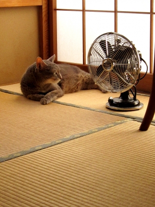 Cat pictures｜夏の終わり