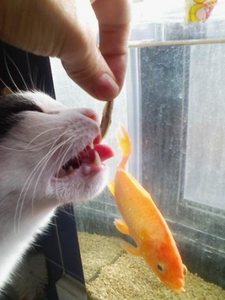 Cat pictures｜生きた魚はご提供しておりません。