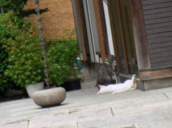 Cat pictures｜お寺の庫裏でごろり。