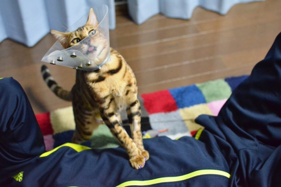 Cat pictures｜ダメだ！ポヨポヨだ！