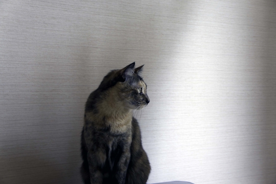 Cat pictures｜和風モモちゃん