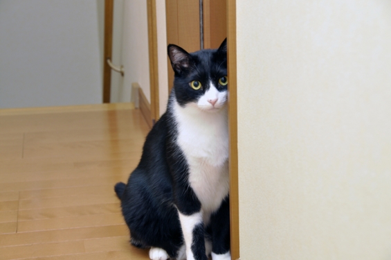 Cat pictures｜星飛雄馬のお姉さんポーズ