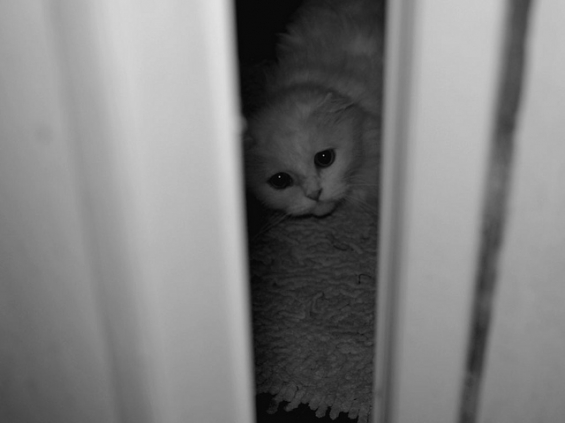Cat pictures｜OUT Door= =