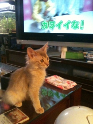 Cat pictures｜キセキ
