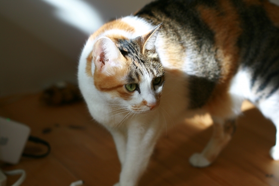 Cat pictures｜三毛猫