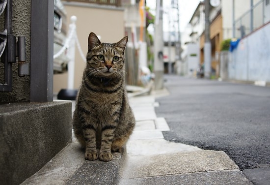 Cat pictures｜高円寺の猫