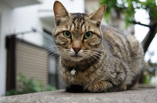 Cat pictures｜高円寺の猫