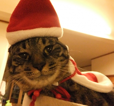 Cat pictures｜メリークリスマス！！　微妙。。。