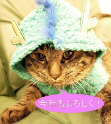 Cat pictures｜あけましておめでとう！