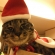 Cat pictures｜メリークリスマス！！　微妙。。。