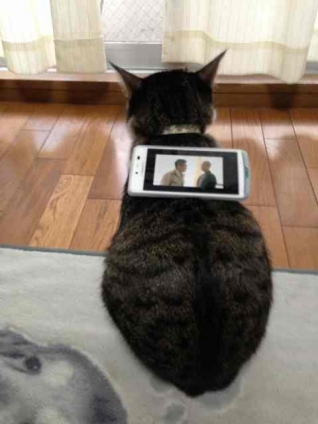 Cat pictures｜テレビ台