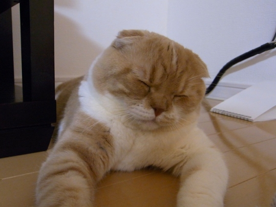 Cat pictures｜疲れたおっさん猫