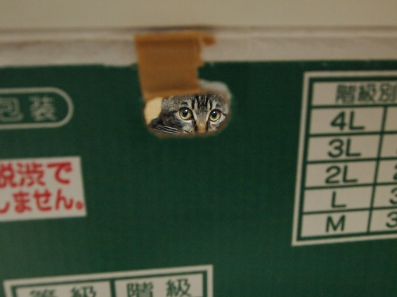 Cat pictures｜のぞき穴