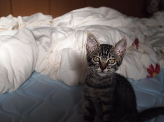 Cat pictures｜お、おはようさん…