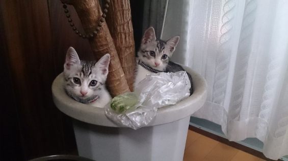 Cat pictures｜植木鉢はふたりの遊び場