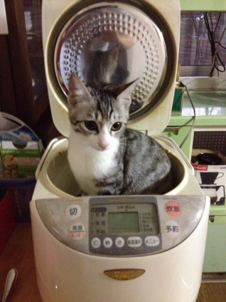 Cat pictures｜ご飯炊けたかな～？