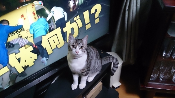 Cat pictures｜一体何が！？