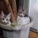 Cat pictures｜植木鉢はふたりの遊び場
