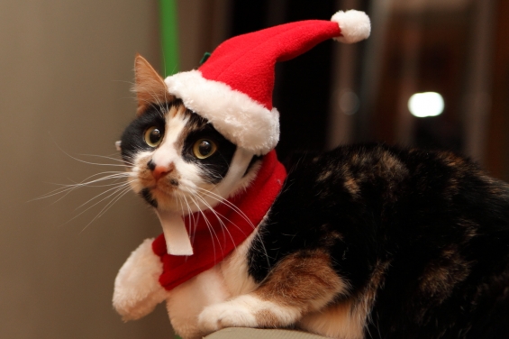 Cat pictures｜メリークリスマス