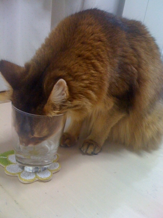 Cat pictures｜そんなに飲みたかった？