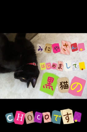 Cat pictures｜ハジメマシテ☆