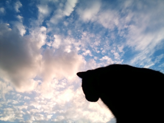 Cat pictures｜9/25の空