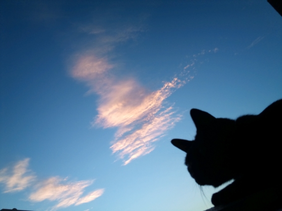 Cat pictures｜ピンクの雲