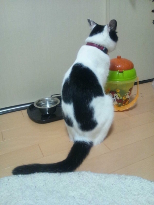 Cat pictures｜↑やじるし!! かにゃ…