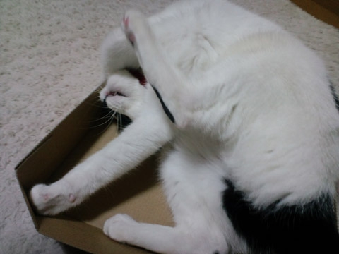 Cat pictures｜箱が好きすぎて興奮するにゃっっ！