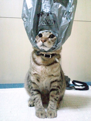 Cat pictures｜袋好きならかぶっときにゃさい…だって