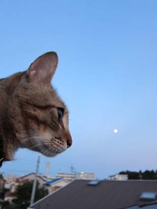 Cat pictures｜ある、満月の日・・・