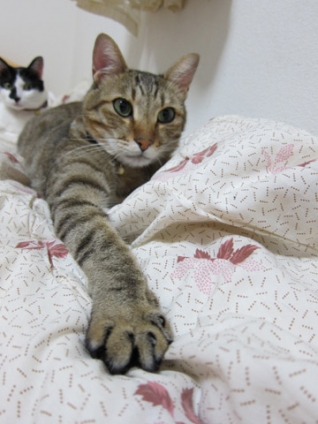 Cat pictures｜王手にゃっっ！！！！！！！