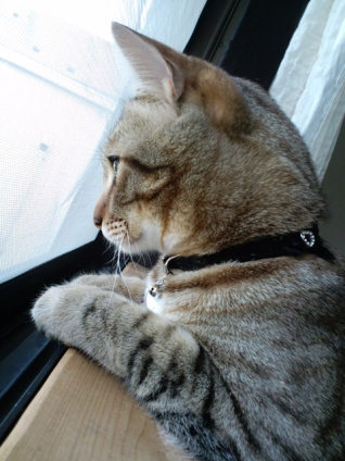 Cat pictures｜朝の観察にゃぅ
