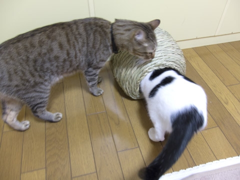 Cat pictures｜ネコかまくらが来たのにゃす！偵察！