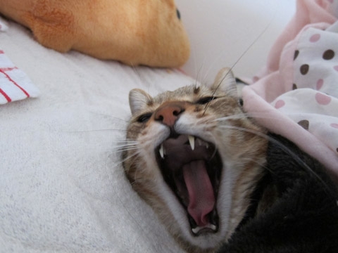 Cat pictures｜眠ーーーーい！！寒ーーい！！
