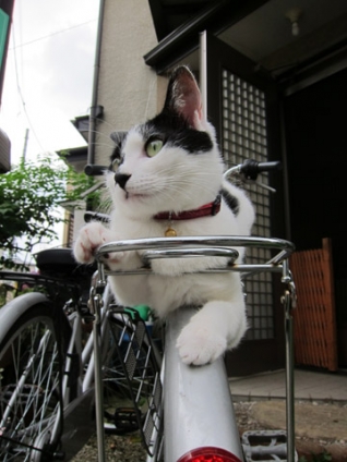 Cat pictures｜自転車の荷台〜♪