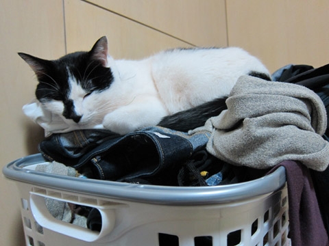 Cat pictures｜お洗濯物の上が好きにゃ