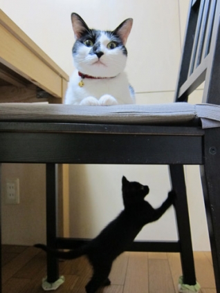 Cat pictures｜椅子の下でうごめくにゃにか・・・・・