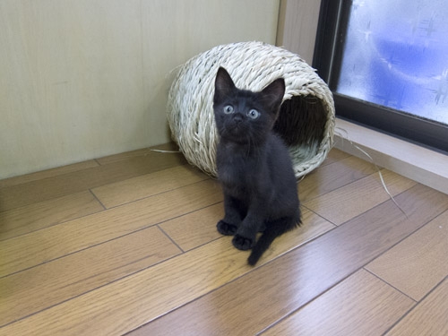 Cat pictures｜サイズぴったりニャンす( ФωФ )
