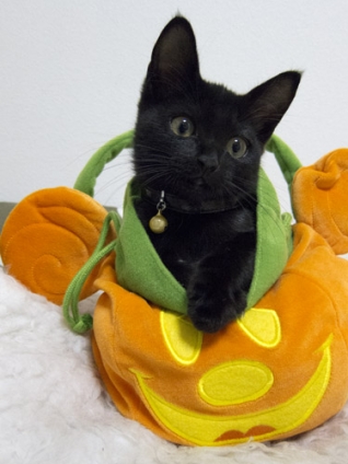 Cat pictures｜Happy Halloween