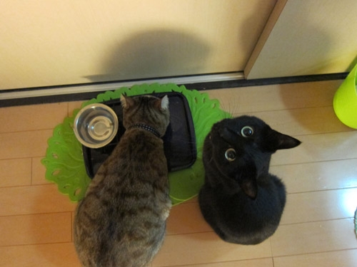 Cat pictures｜にゃー！先に食べられたにゃ！