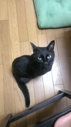 Cat pictures｜黒猫感謝DAY!