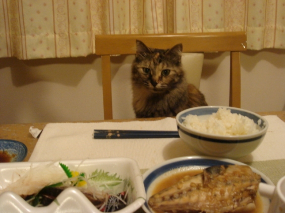 Cat pictures｜ご飯～♪