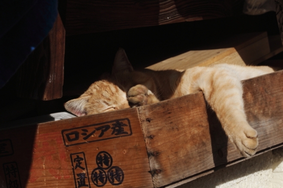 Cat pictures｜産地偽装