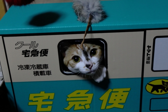 Cat pictures｜三毛猫小梅の・・・・